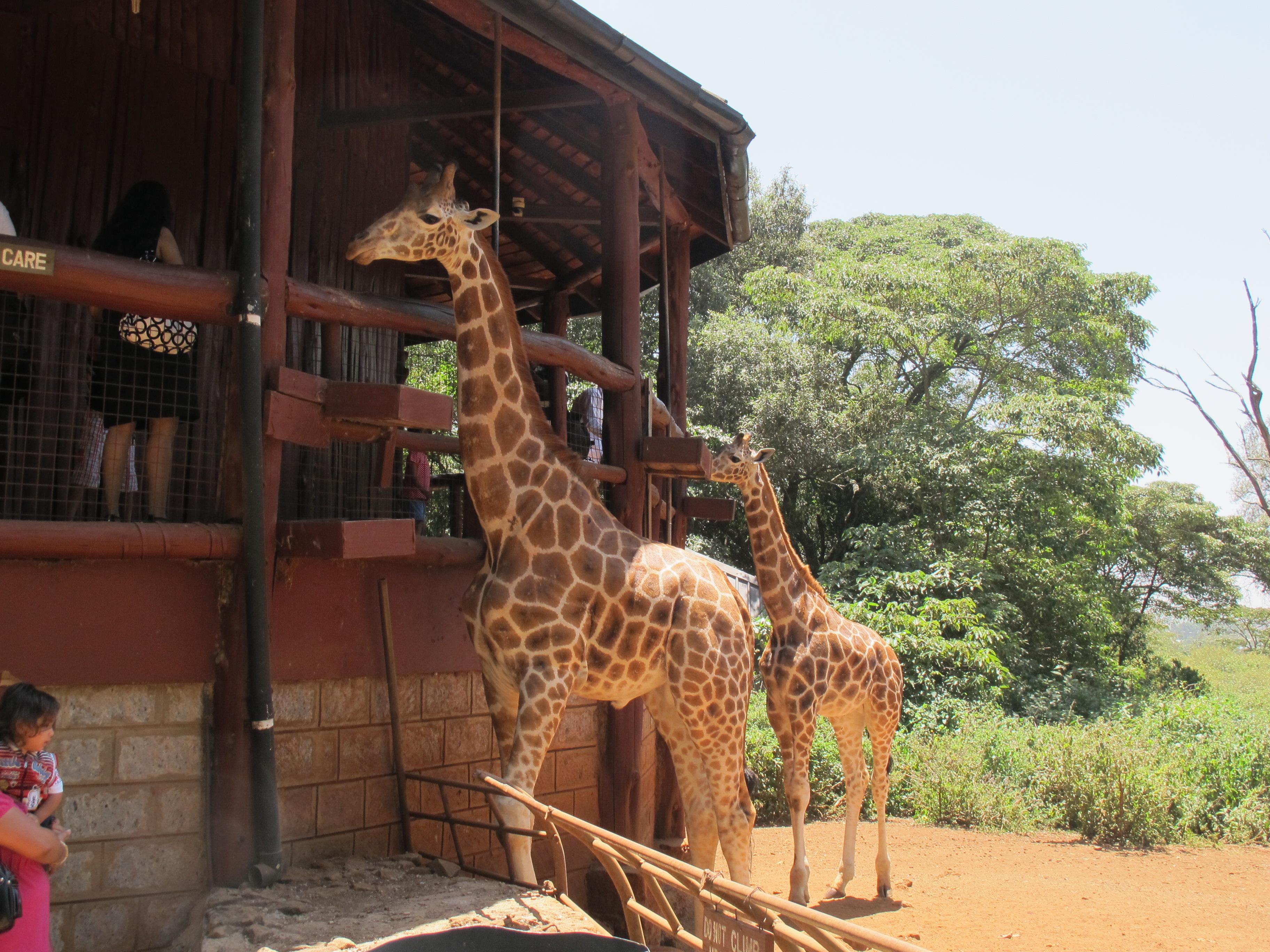 到非洲旅行带 8 岁小朋友同行有哪些需要注意的事项?
