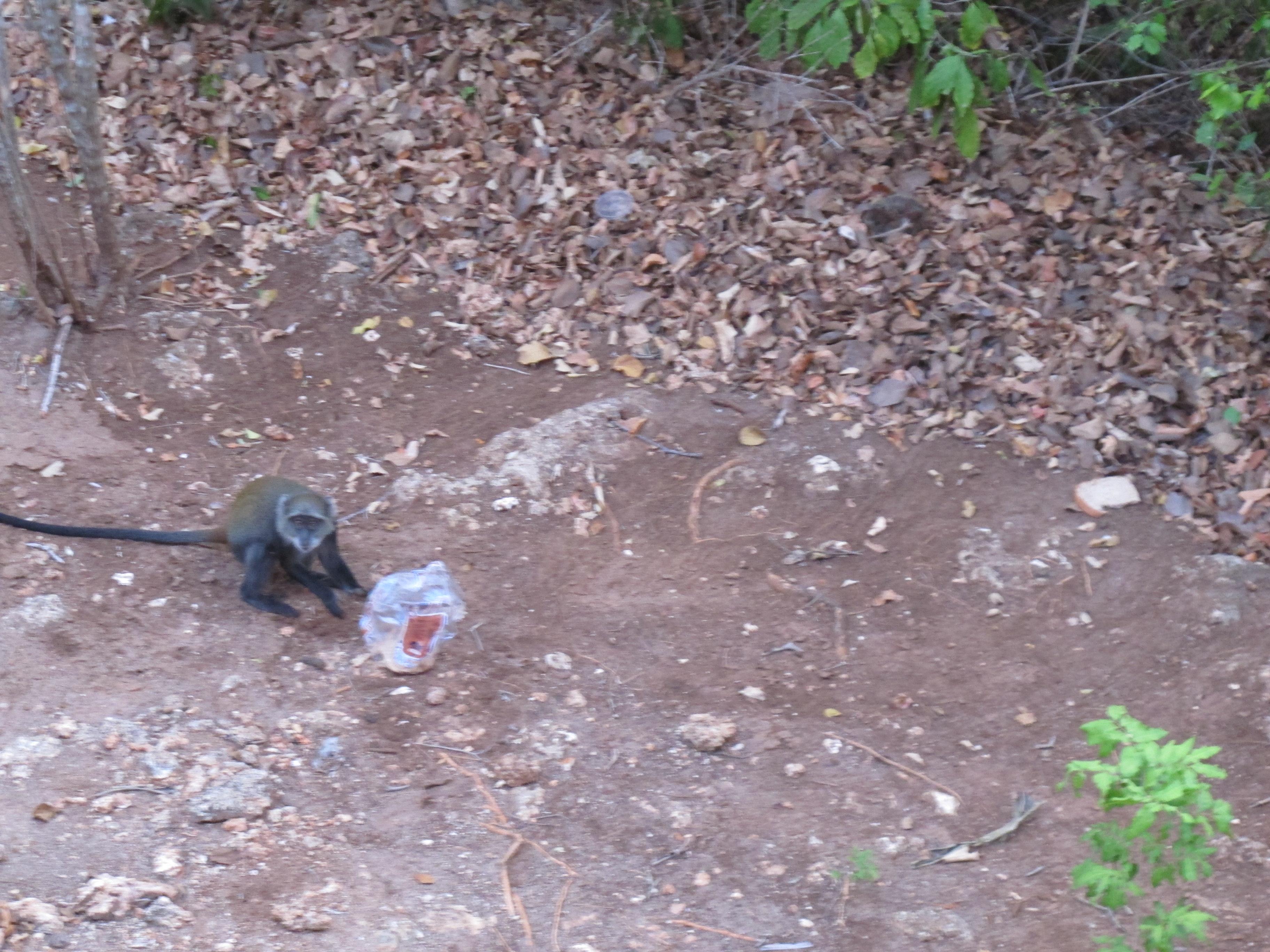 到非洲旅行带 8 岁小朋友同行有哪些需要注意的事项?