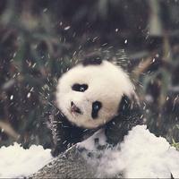 Zhihu profile picture for @pistachio
