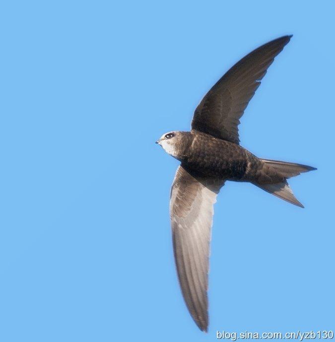 像燕子但不是,这是什么鸟? - 知乎