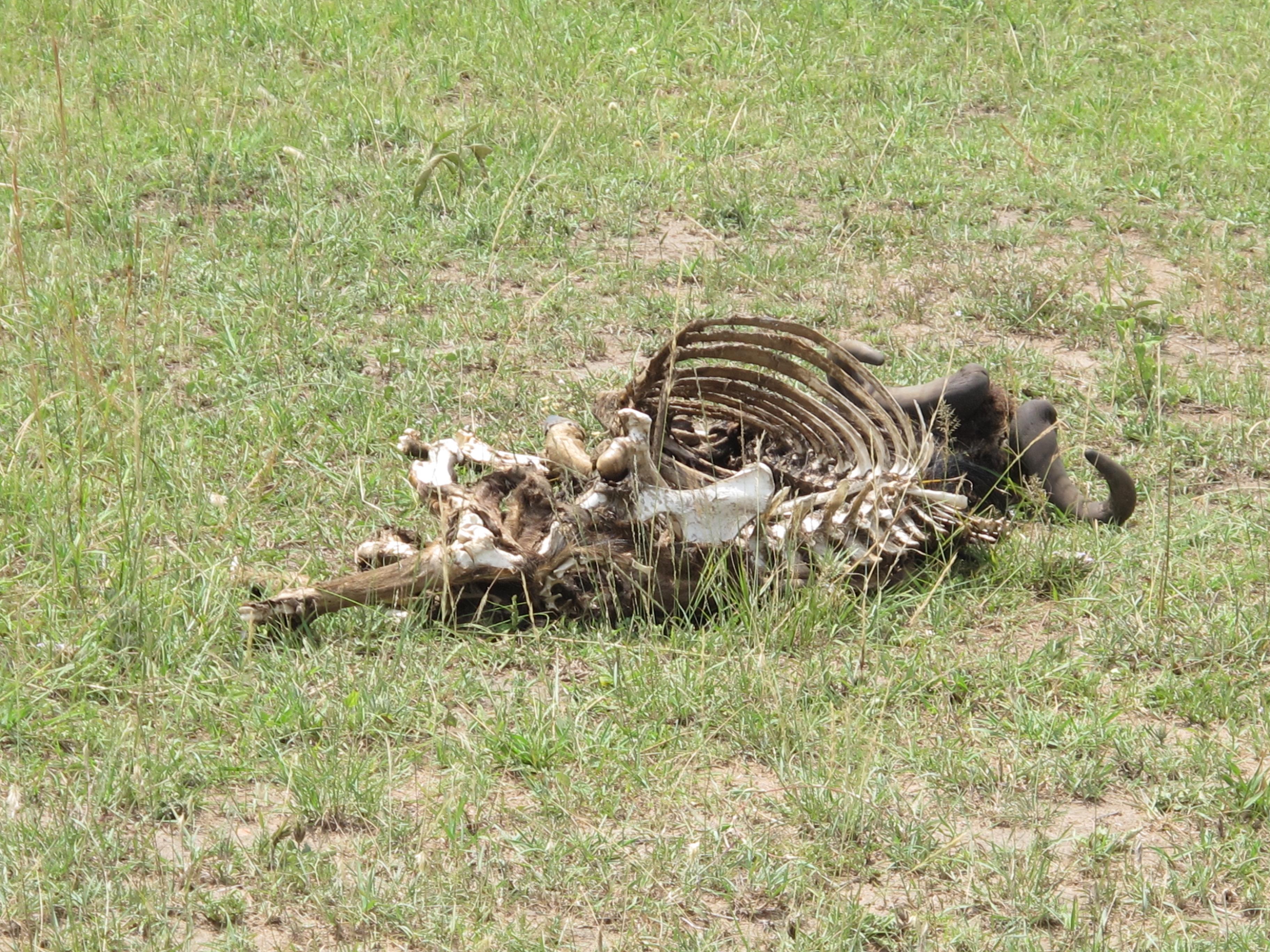 到非洲旅行带 8 岁小朋友同行有哪些需要注意的事项?