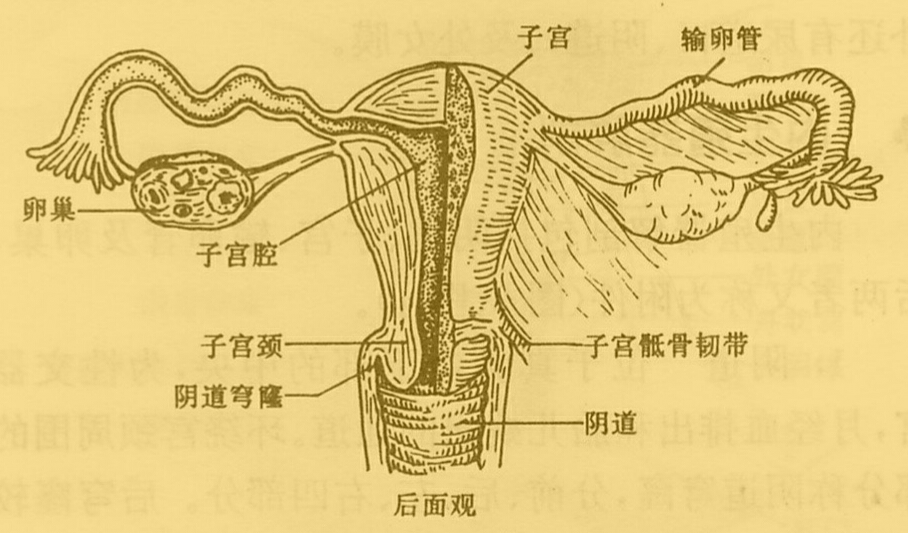 女友这种情况是不是打过胎? - 知乎