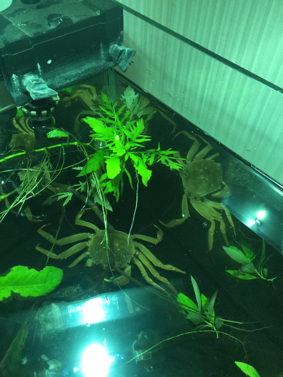 大闸蟹能放到鱼缸里养吗?