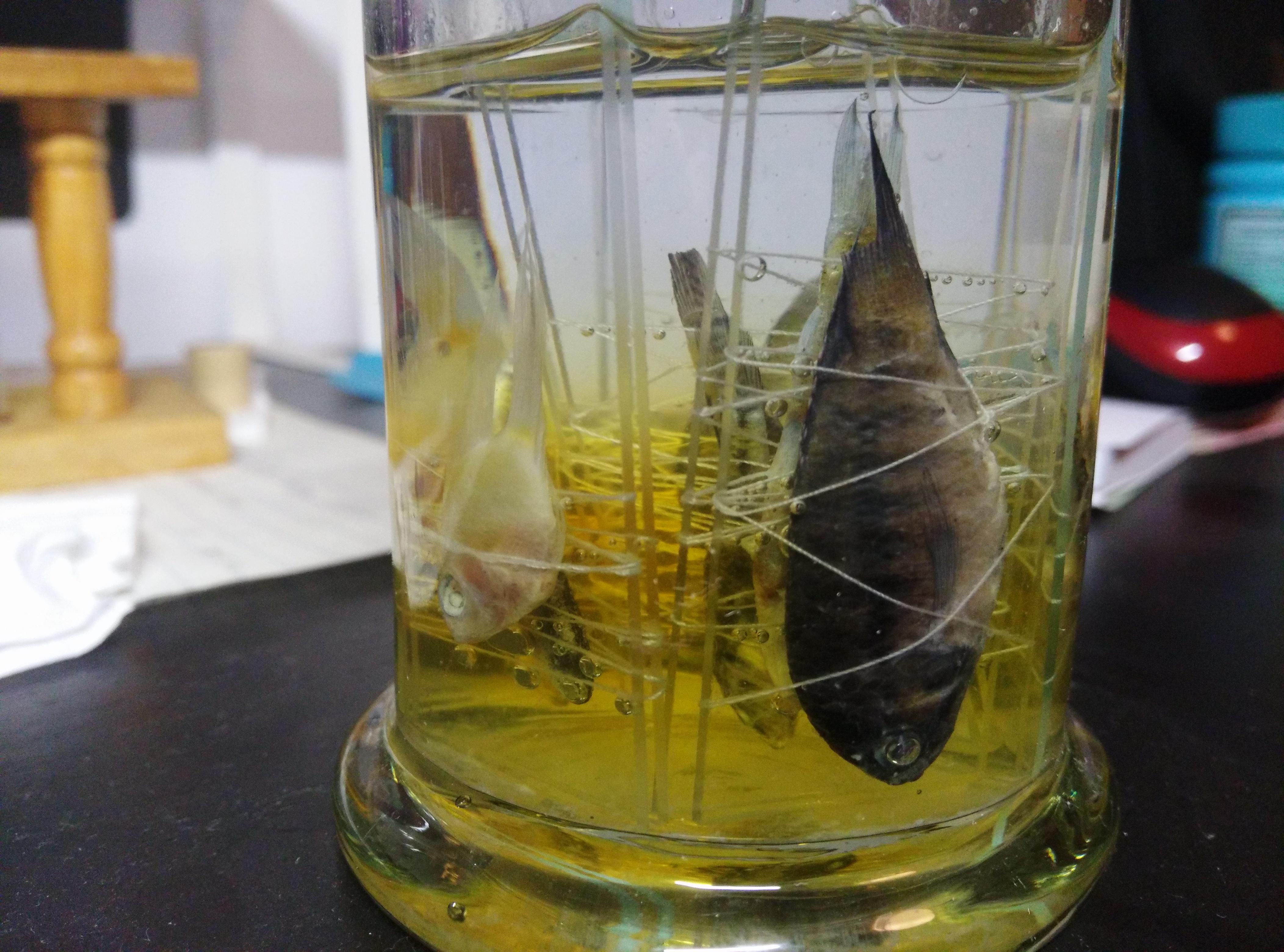 如何手工制作透明鱼骨标本?