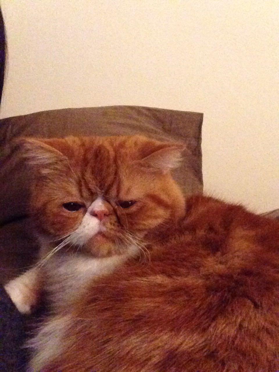 如何在美国领养exoticshorthaircat异国短毛猫