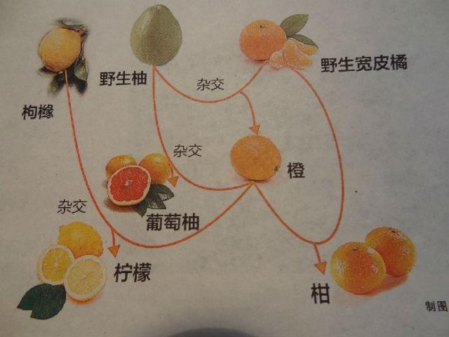 为什么柚子和橘子杂交会有可育的橙子