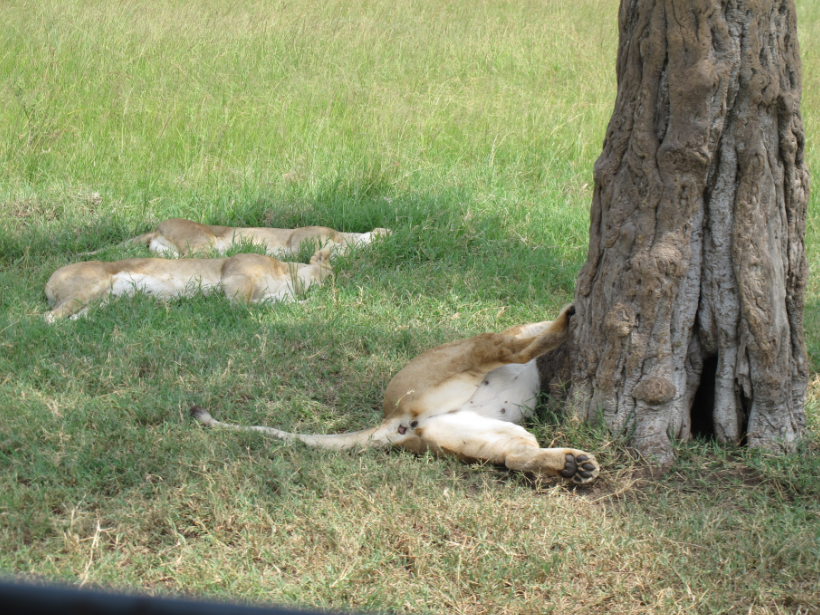 到非洲旅行带 8 岁小朋友同行有哪些需要注意的事项?
