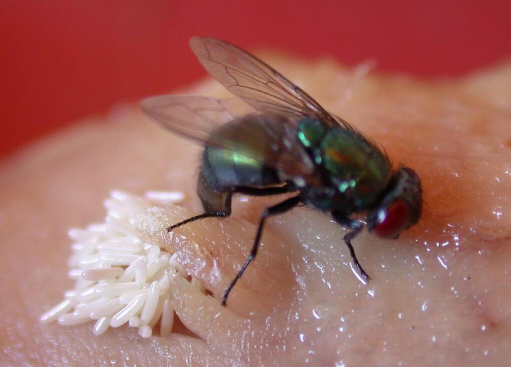 苍蝇为什么喜欢附着在白色物体上一动不动,如蚊帐?