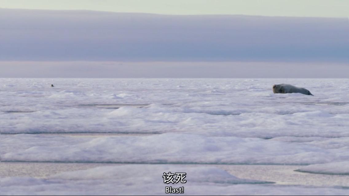 如何评价bbc纪录片猎捕thehunt