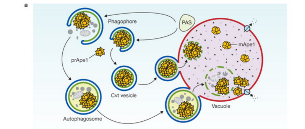 2016年诺贝尔生理学或医学奖发现细胞自噬机制的原理是什么带来的成就
