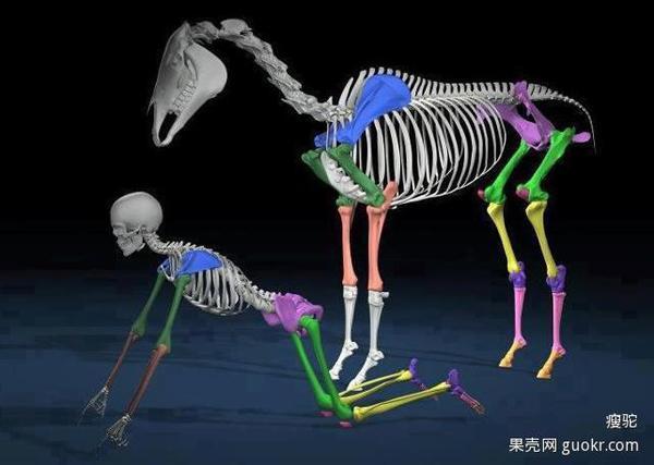 骆驼腿的骨骼是怎么支撑的