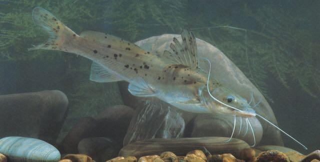 剑骨鱼和塘虱如何区分? - 知乎