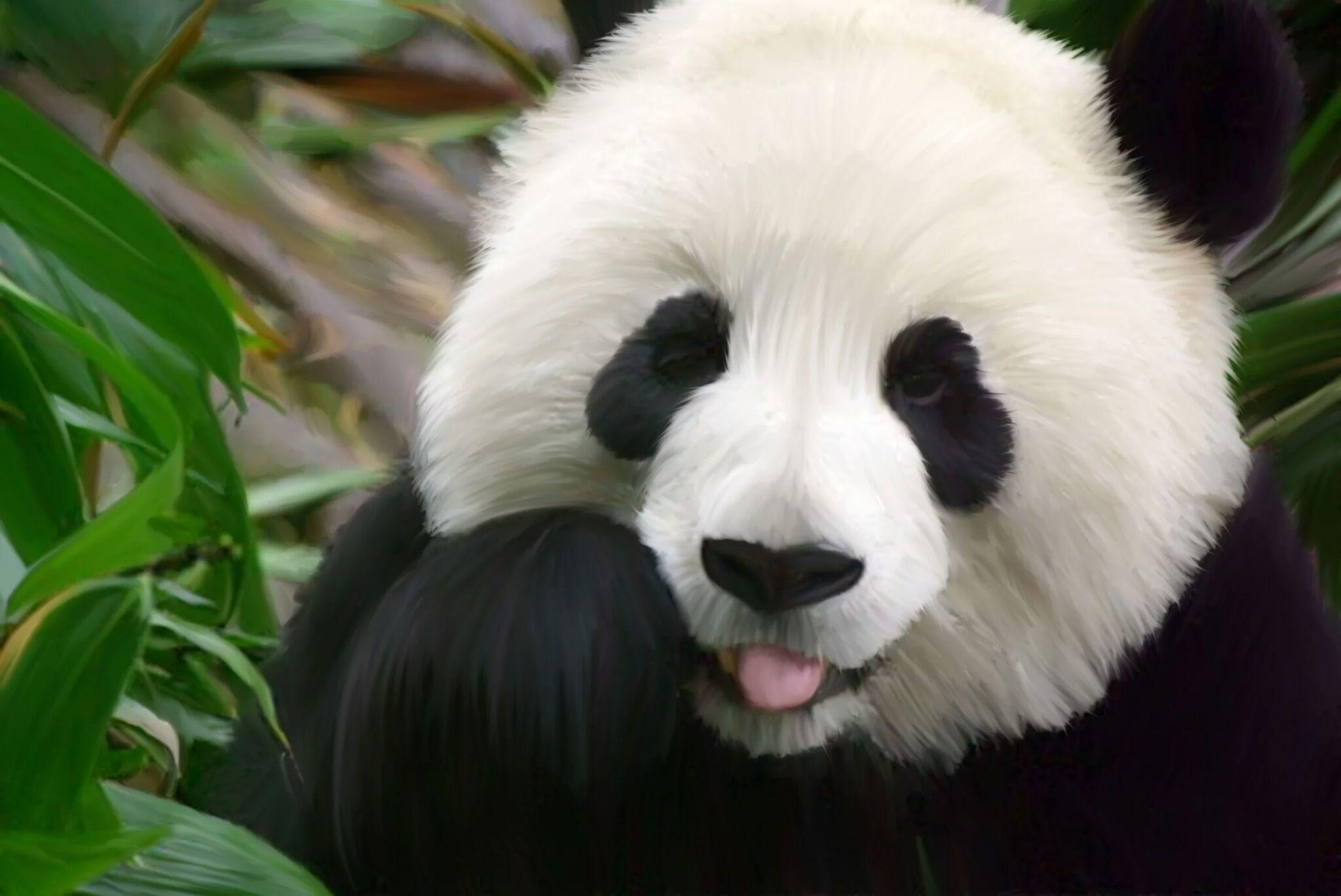 如何给熊猫拍出一张彩色照片? 