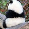 林盘子