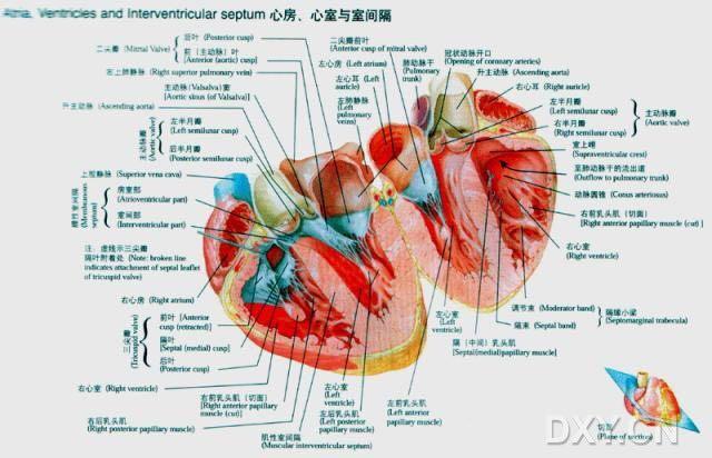 二尖瓣中度返流,三尖瓣轻度返流是怎样的状况?会带来怎样的危害?
