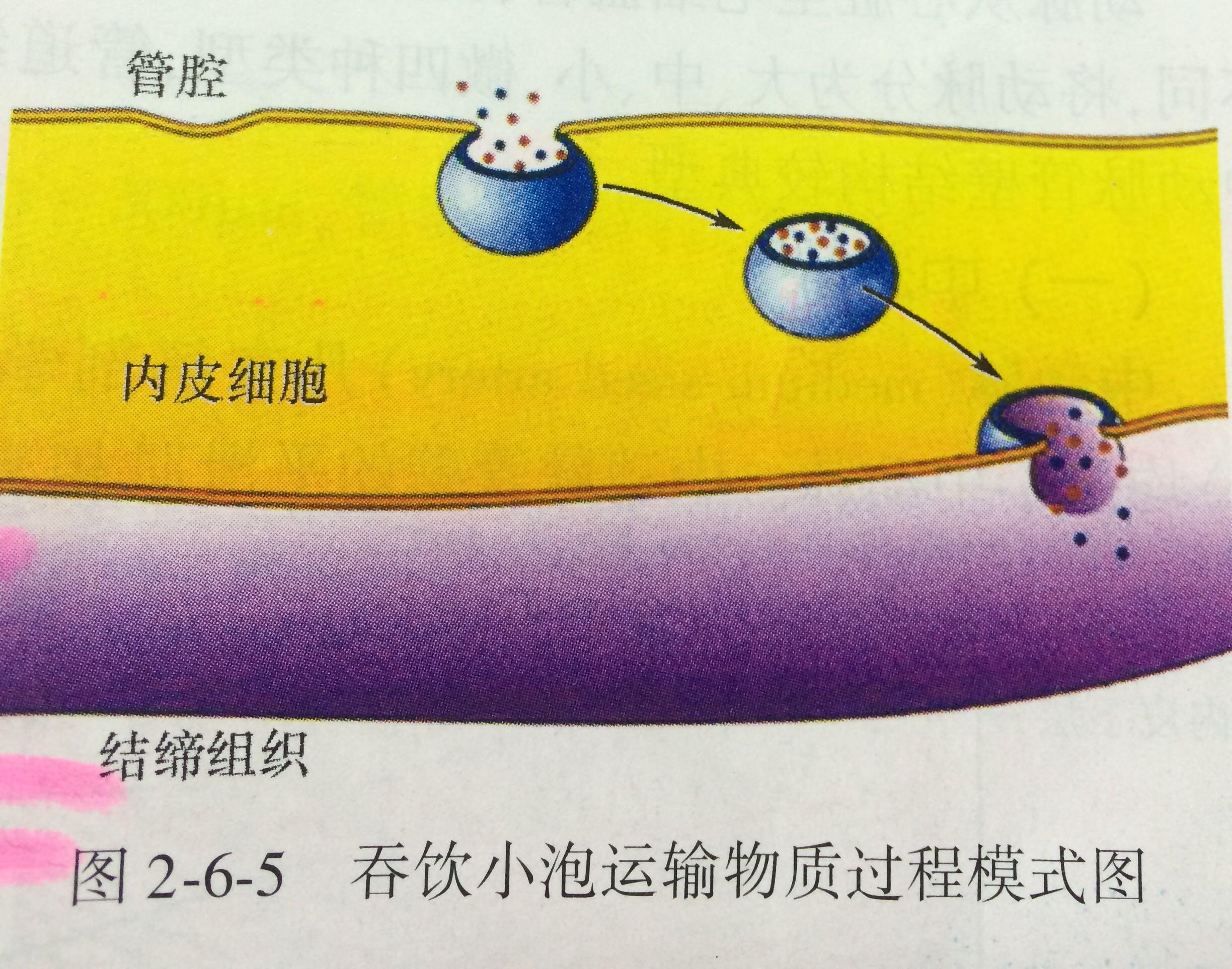 为什么血在血管里流动这么快细胞却能都得到足够的营养? - 知乎