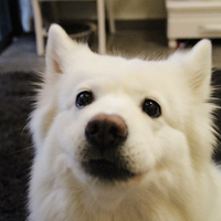 Zhihu profile picture for @startled