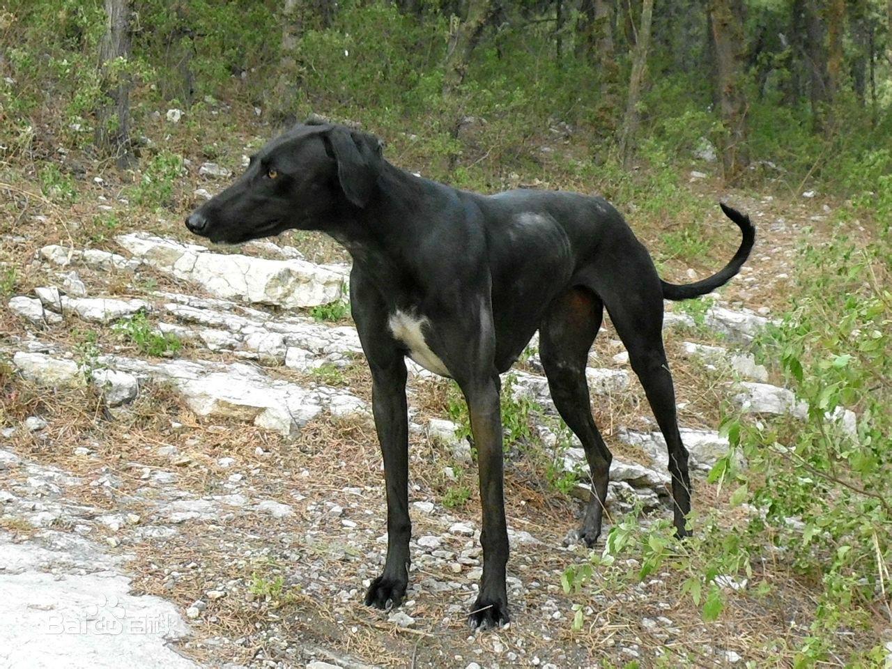 中国本土犬种都有哪些? - 狗的所有品种 - 实验室设备网