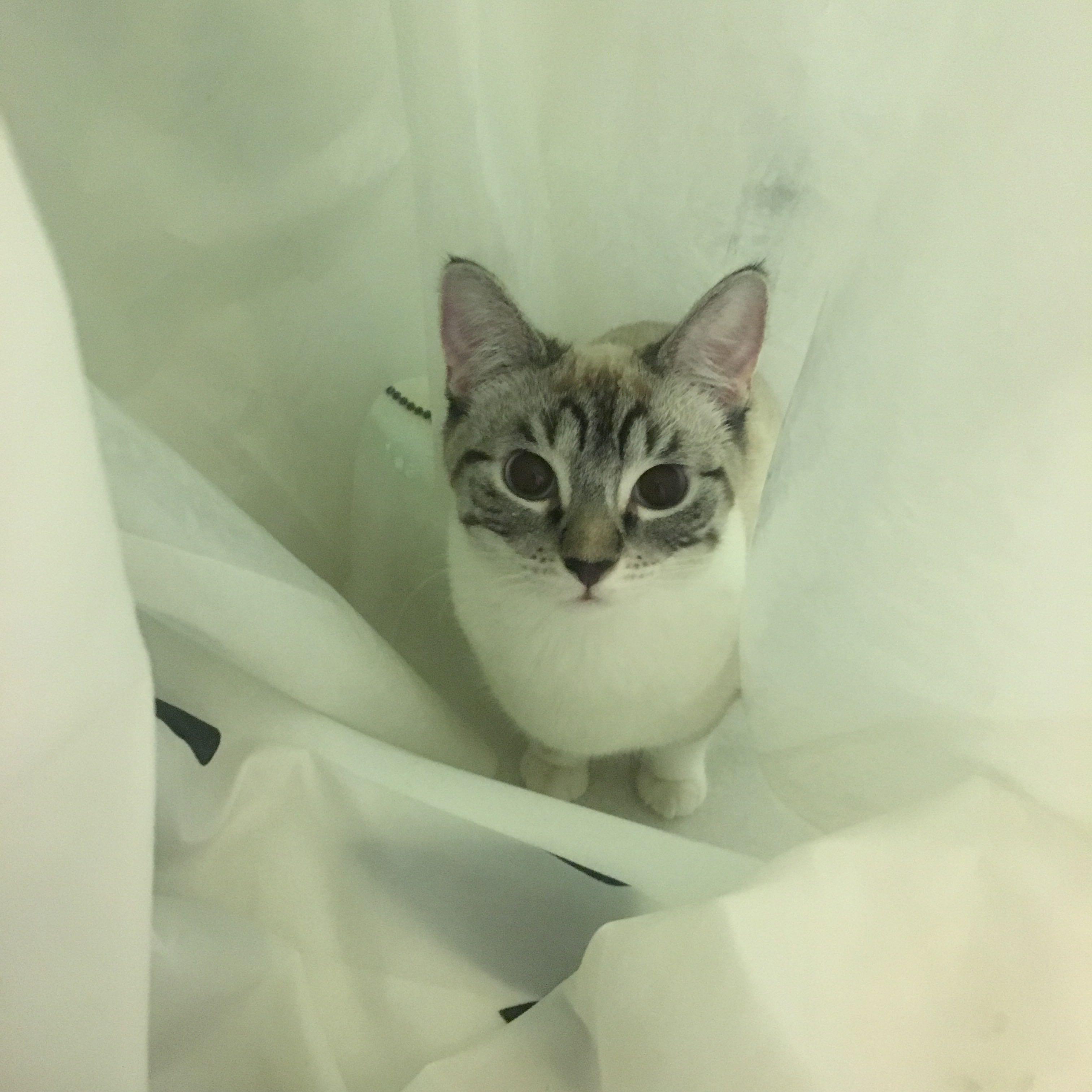 暹罗猫有山猫纹手套色么? - 知乎