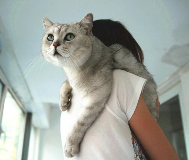 抱起猫的正确姿势是怎样? - 知乎
