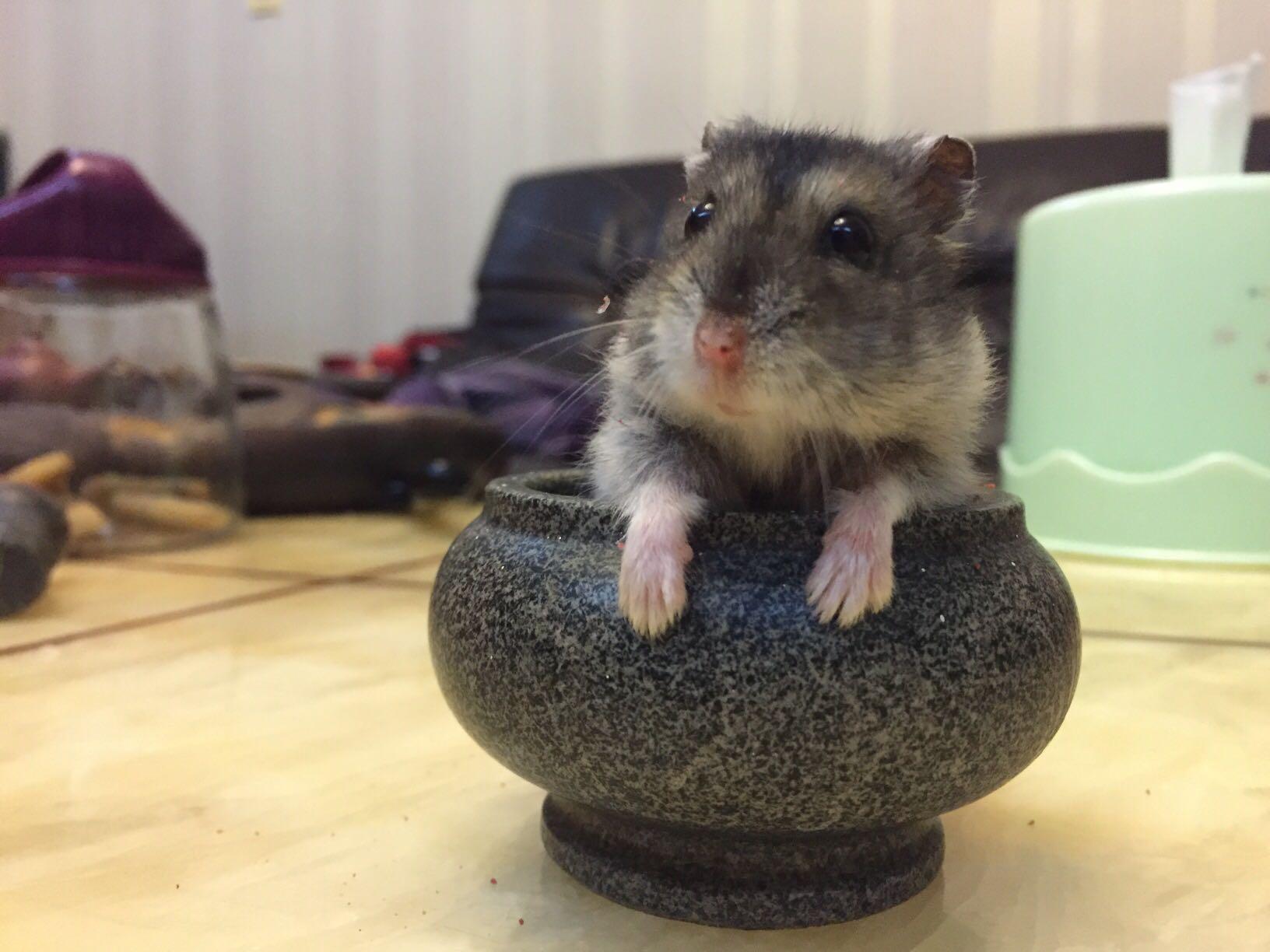 对于已经活了三年并在继续健康生活的三线仓鼠这一寿命区间正常吗