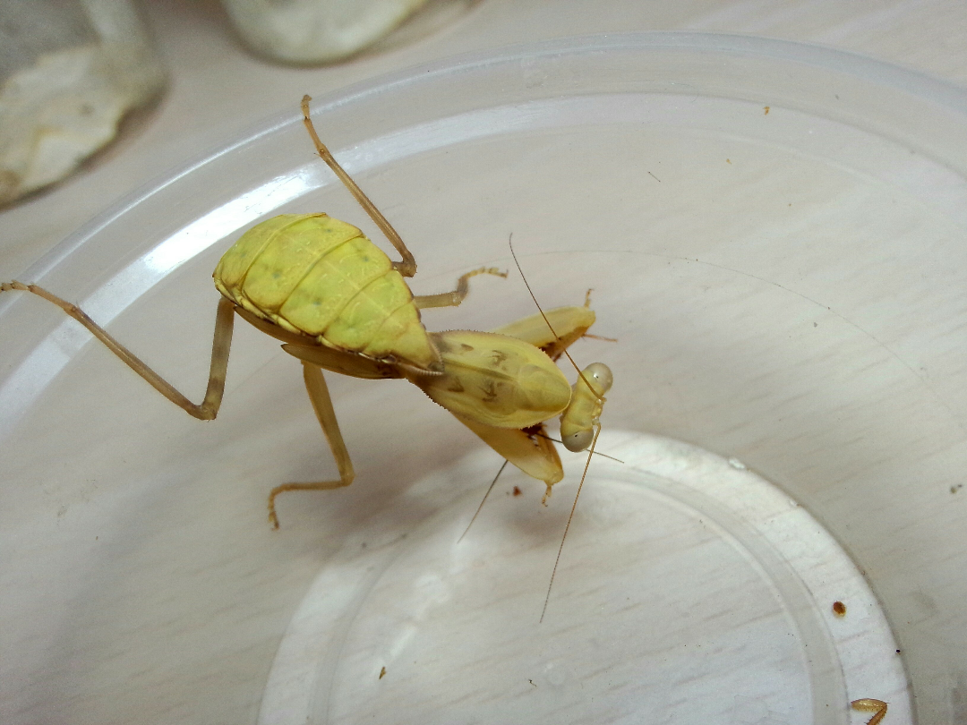 有一只灰色螳螂 被我家狗狗玩儿死了 第二天我发现时候变成翠绿色了
