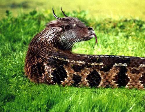 七头蛇真的存在吗? - 知乎