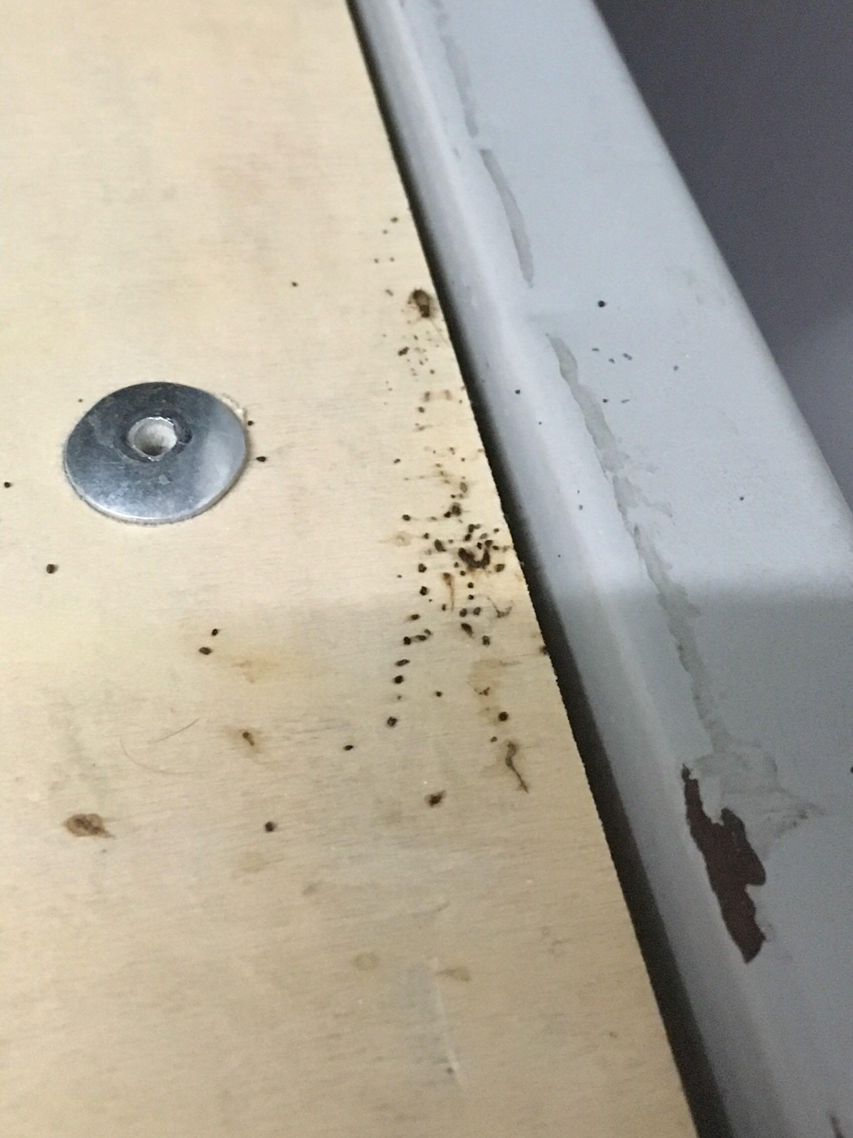 被蟑螂咬是一种什么体验? - 知乎