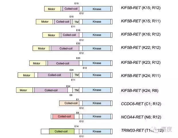 RET基因突变和靶向药物 - 知乎