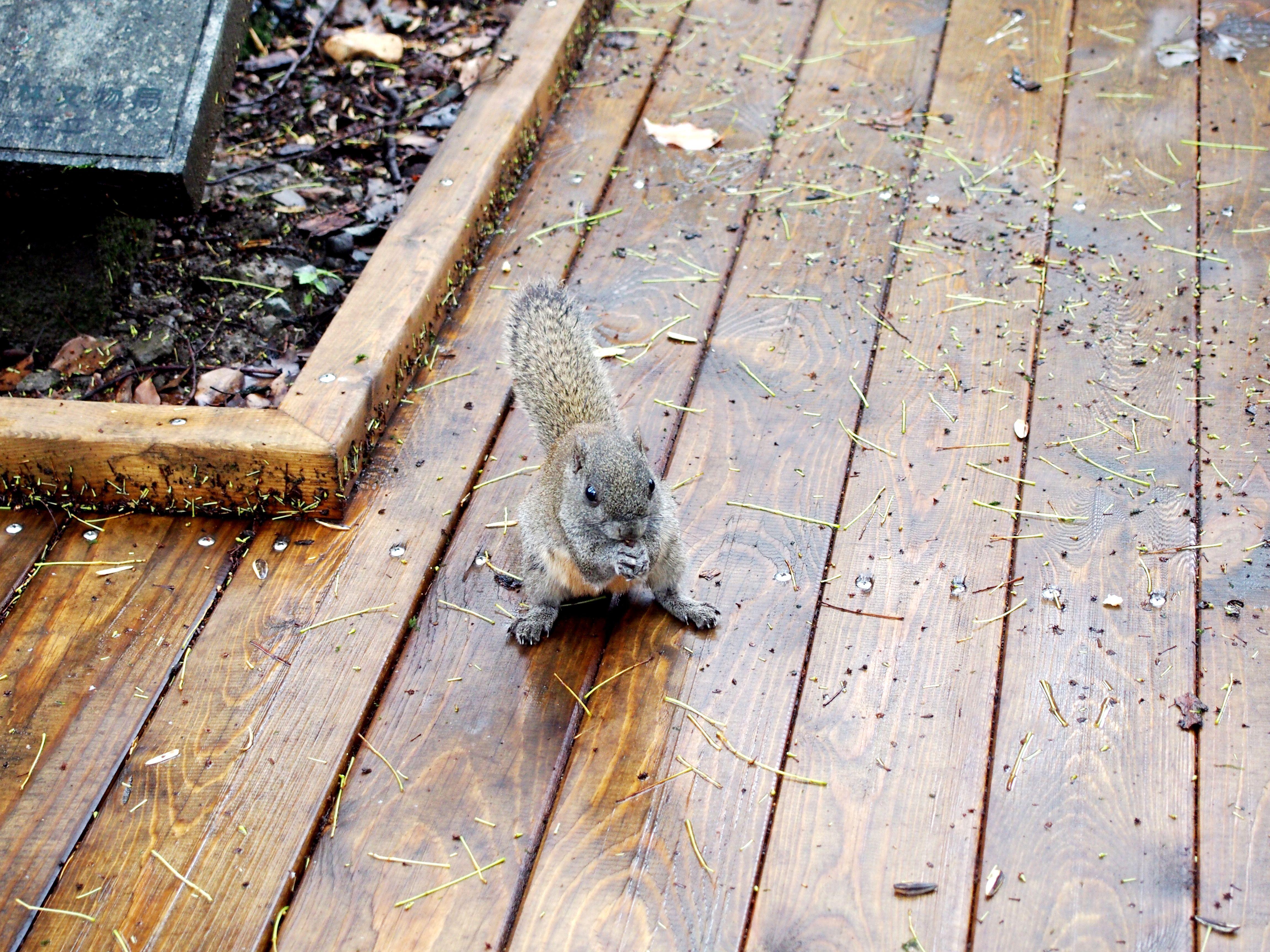 如何跟生活在城市中的野生松鼠亲近,至少让它们在你面前安静下来?