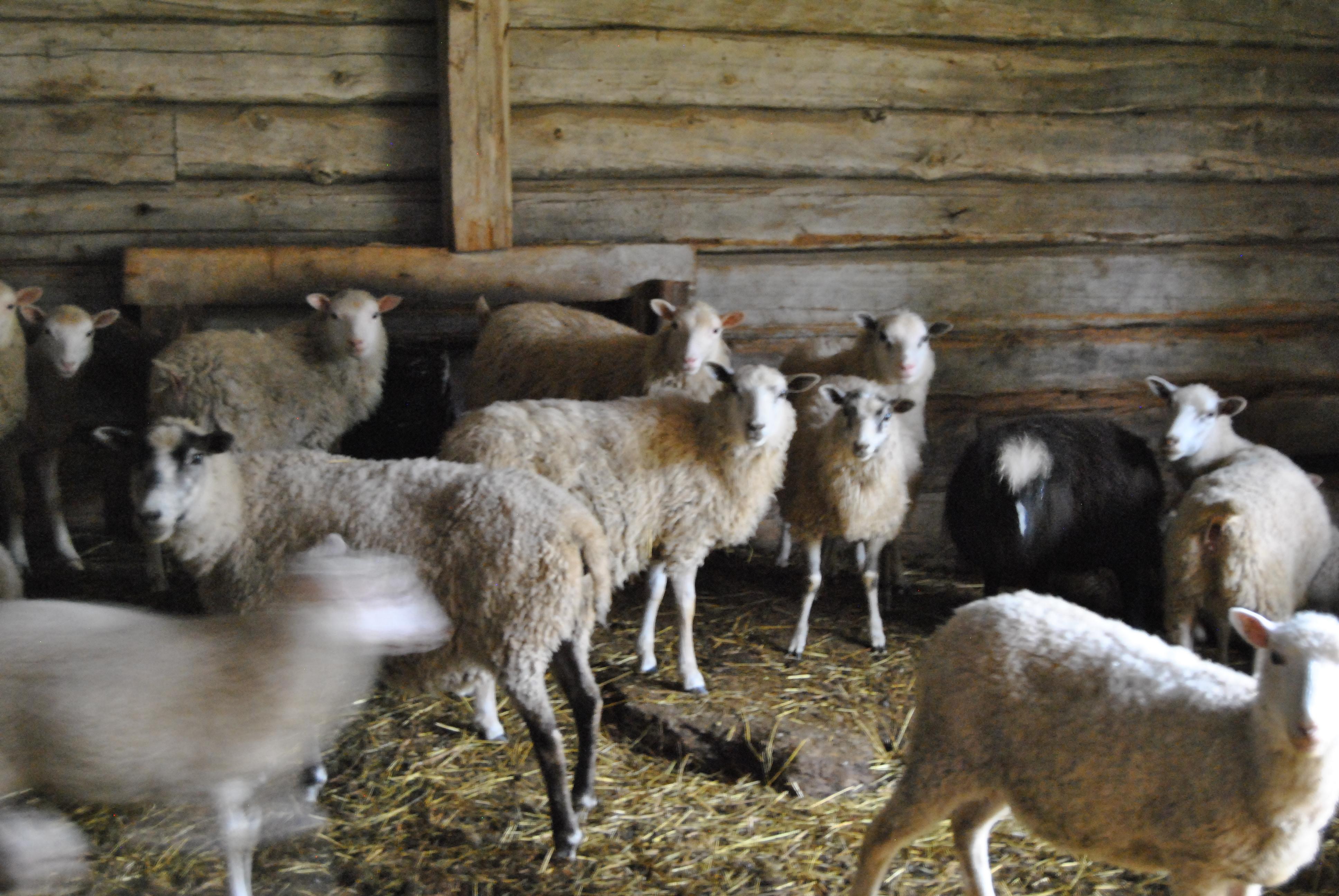芬兰农业怎么样算是自给自足吗