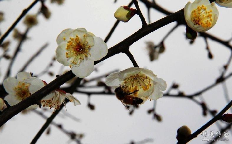 冬天沒有蜜蜂和蝴蝶梅花怎麼傳播花粉