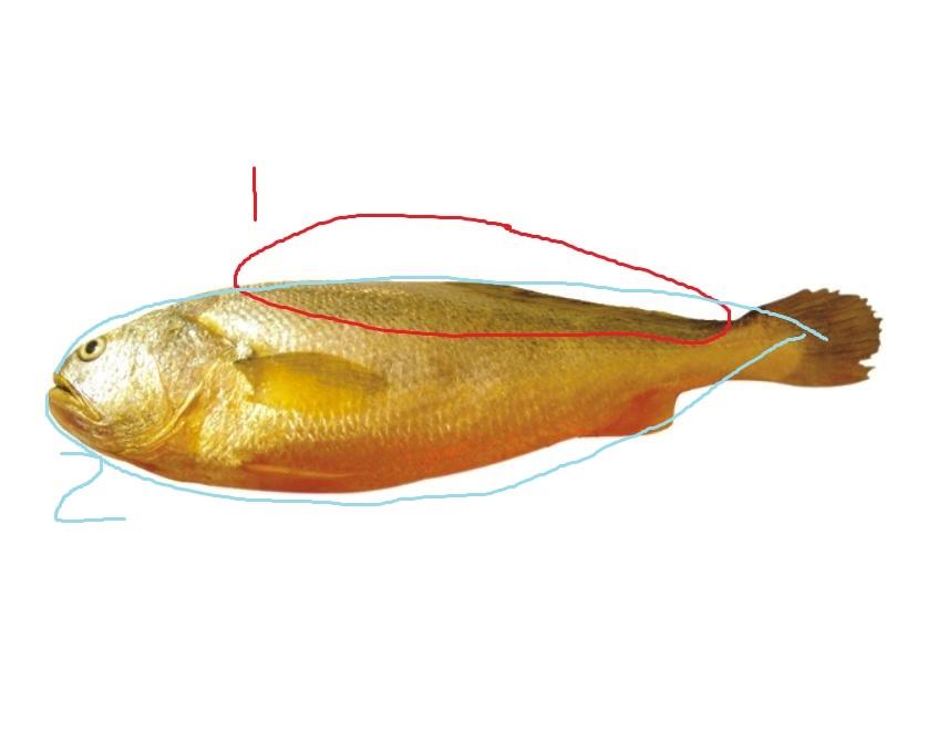 黄鱼和黄姑鱼区别