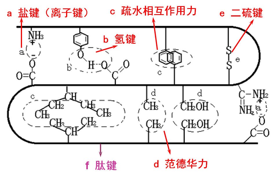 蛋白质的三级结构有哪些特征