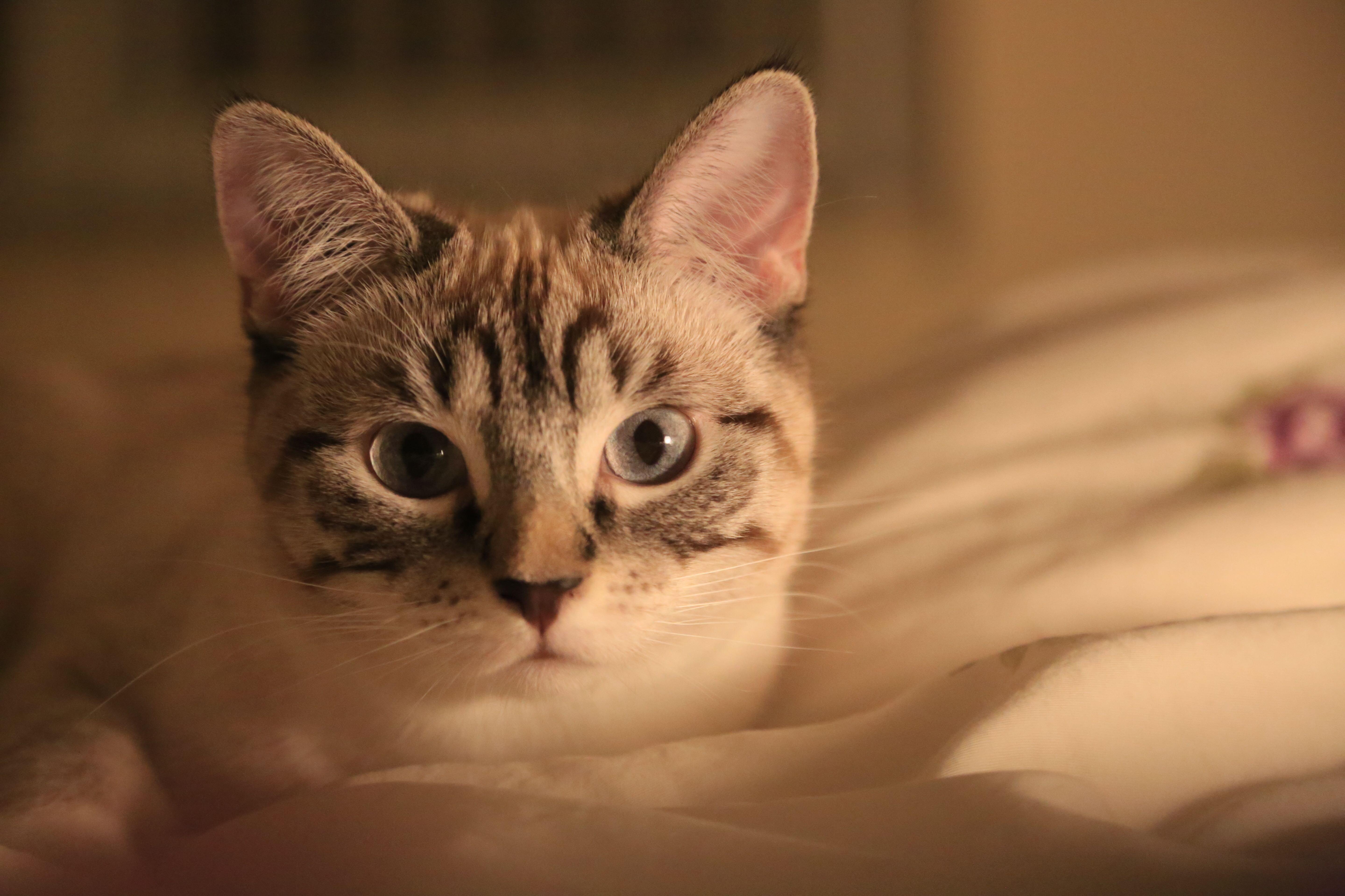 暹罗猫有山猫纹手套色么? - 知乎