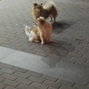 甜盐