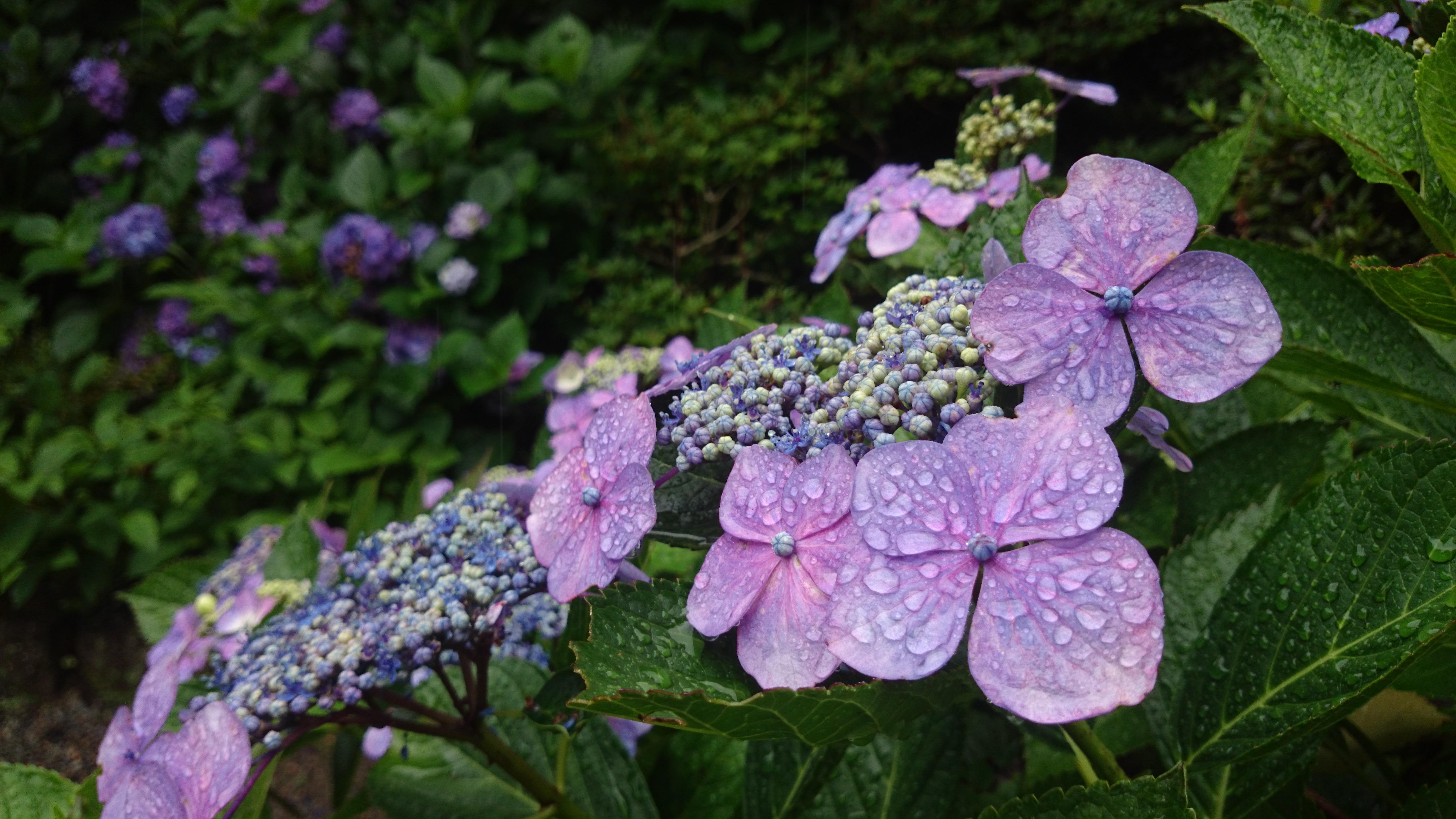 去日本哪里看绣球花最好