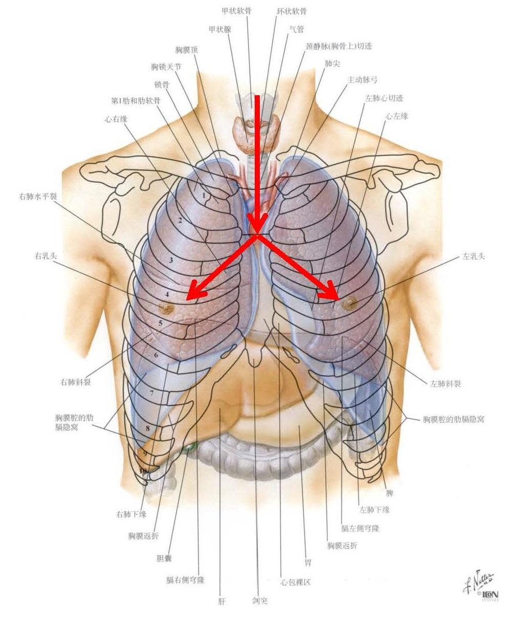 如果因为感冒一个鼻孔塞住了那是只有一片肺能够装氧气而鼓起来吗那