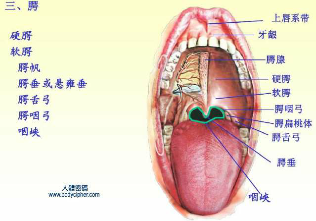 咽峽包括舌根嗎也包括顎咽弓嗎