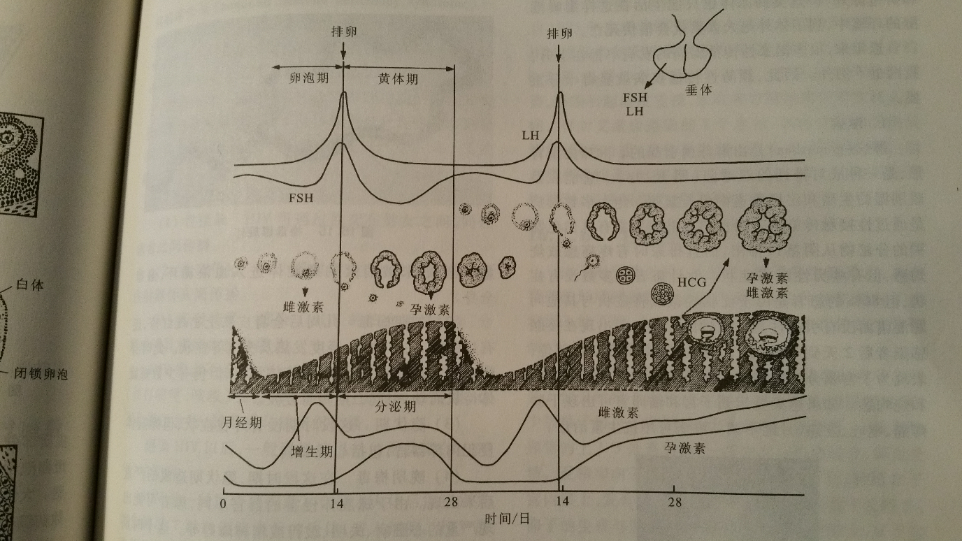 黃體生成素是怎樣調節卵巢排卵的