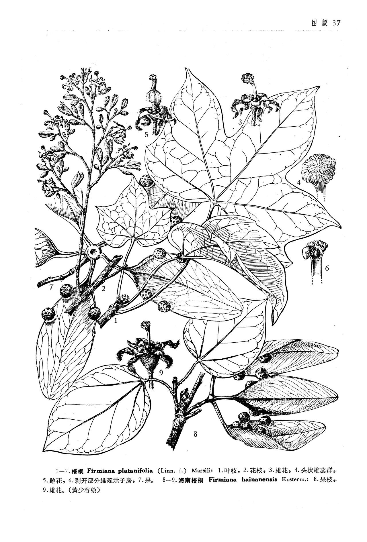 请问泡桐,油桐,法桐这几种树都是梧桐树吗?有没有区别?