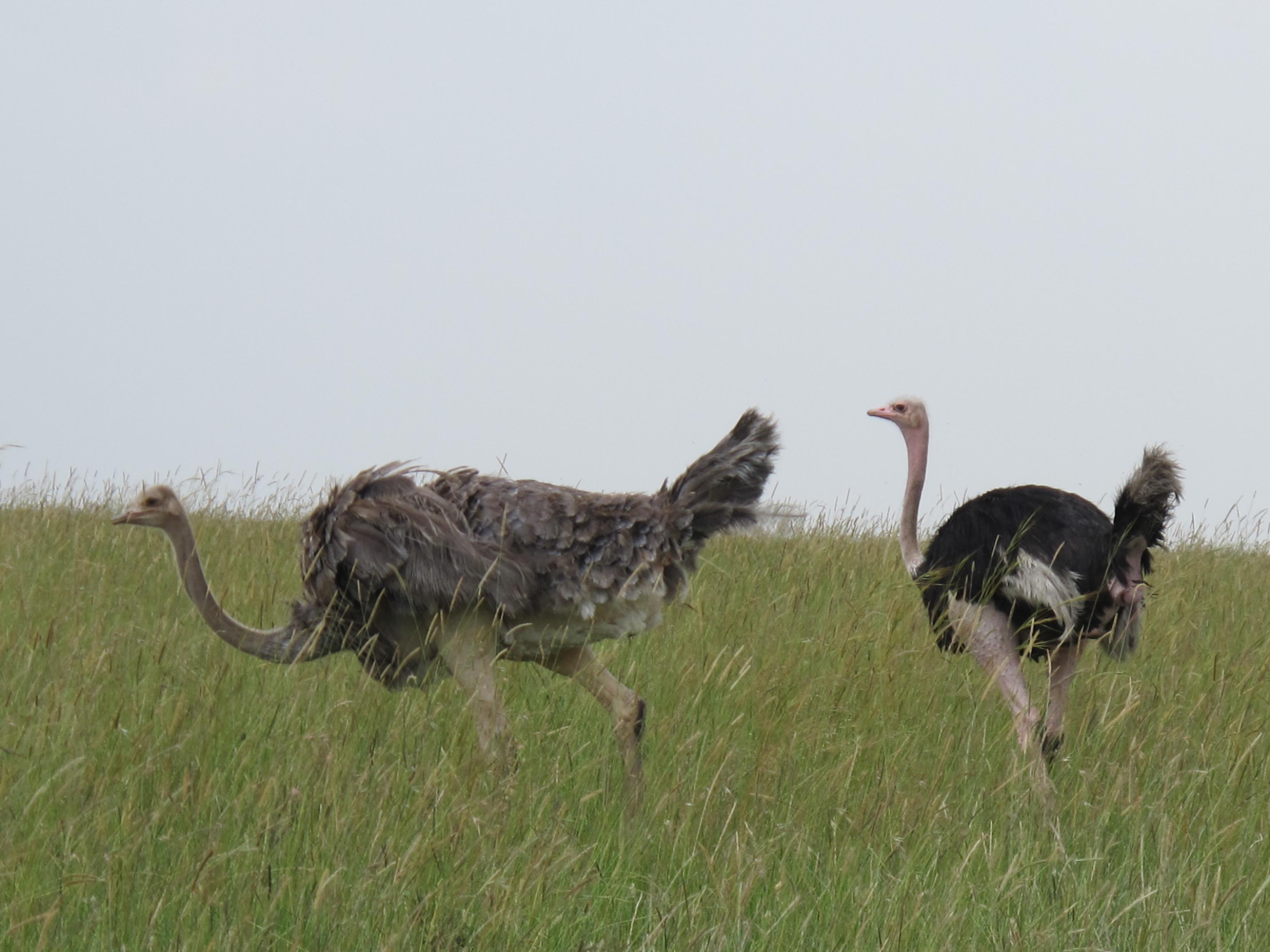到非洲旅行带 8 岁小朋友同行有哪些需要注意的事项?