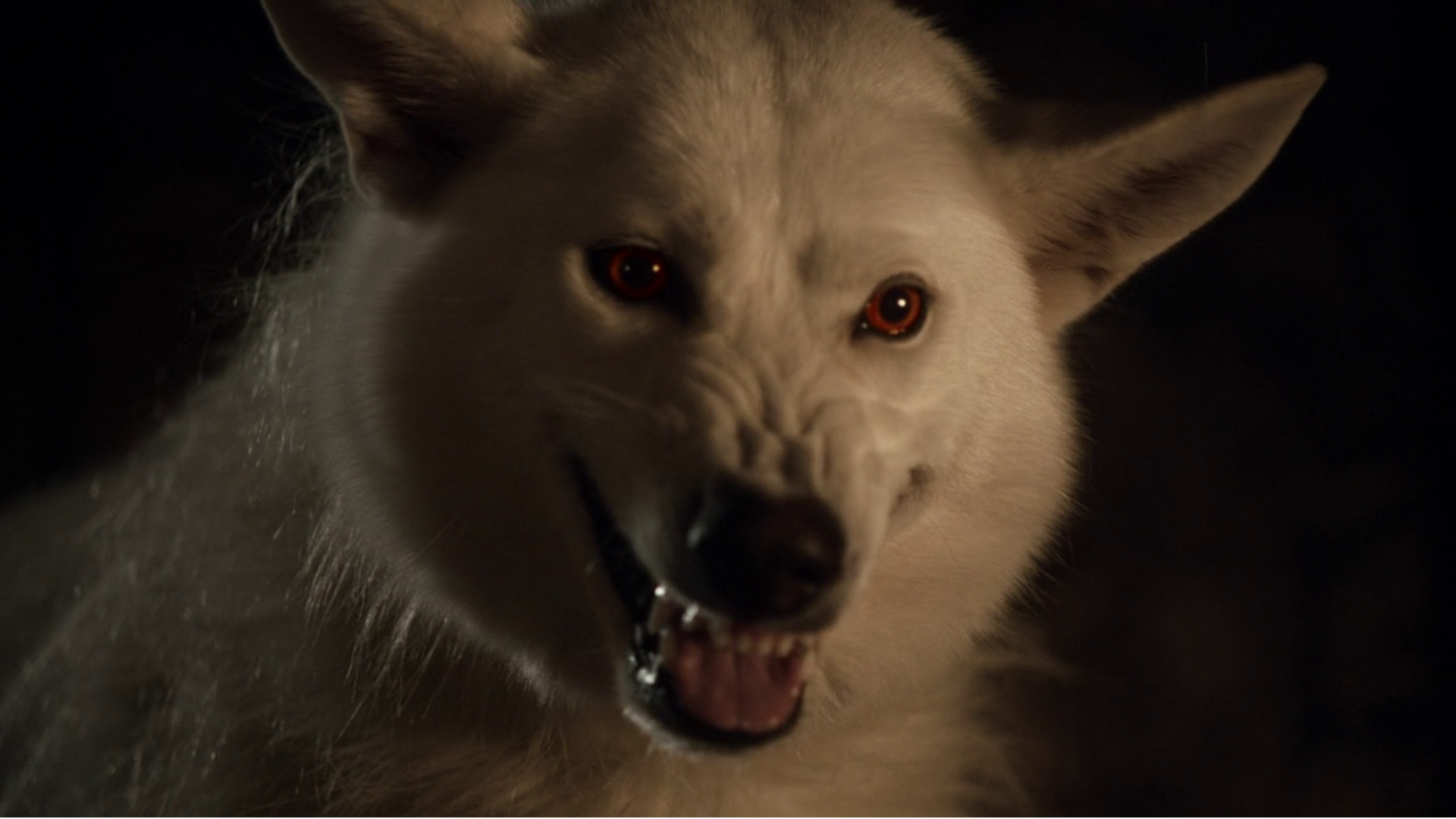 权力的游戏每只冰原狼的经历