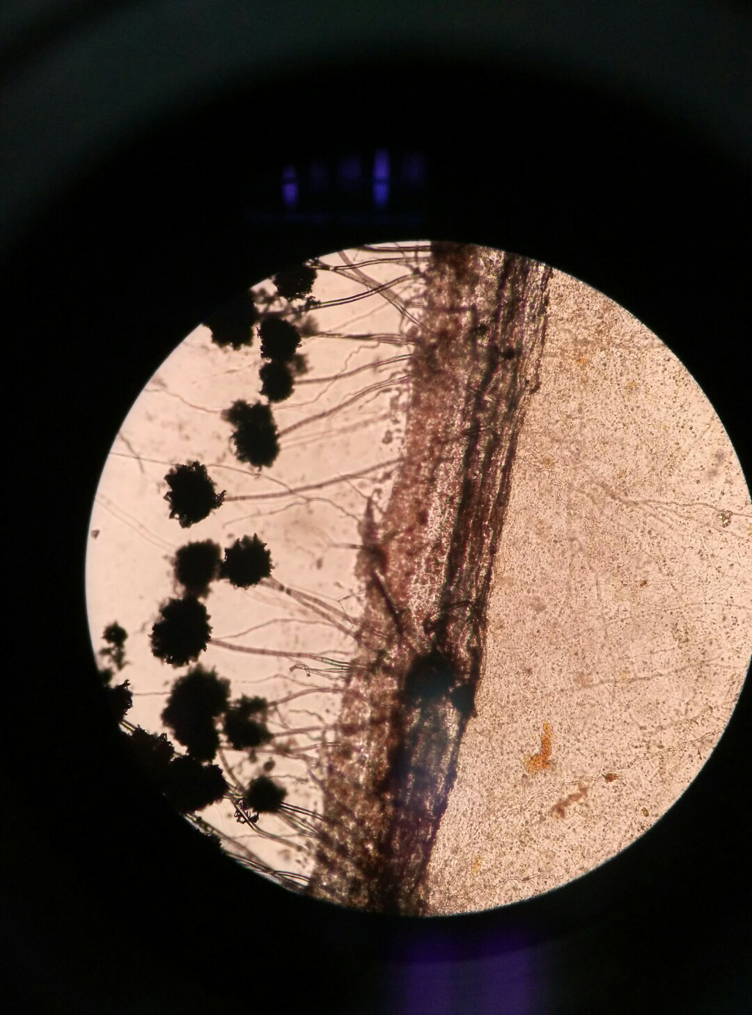 高中生买了一个显微镜,可以从哪些开始自己研究? - 知乎