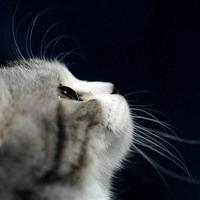 Zhihu profile picture for @sleep