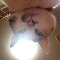Zhihu profile picture for @sn