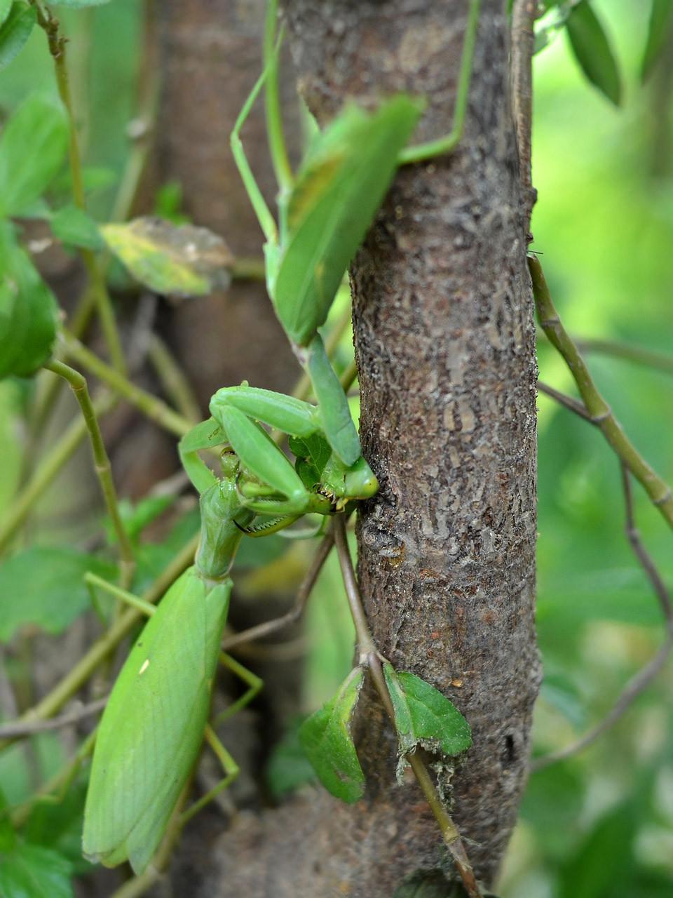 母螳螂交配后为什么要吃掉公的