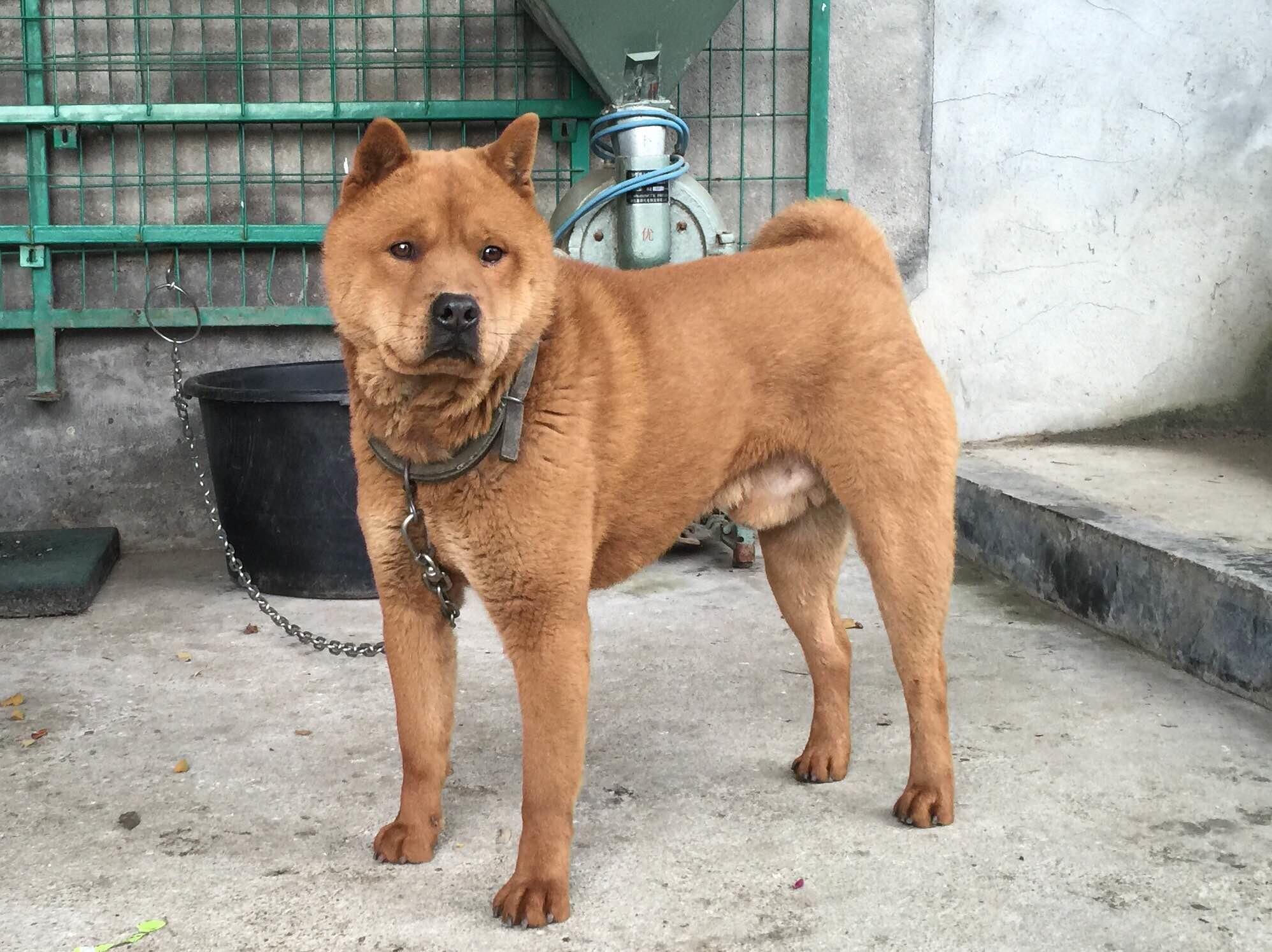 关注问题 67 写回答 登录/注册 狗 中国 动物学 犬种 中华田园犬