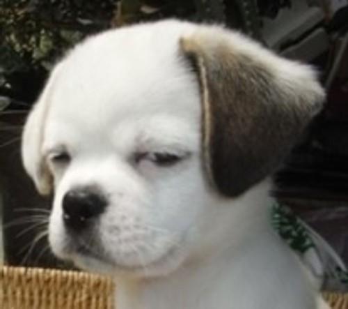 如何评价米家扫地机器人?