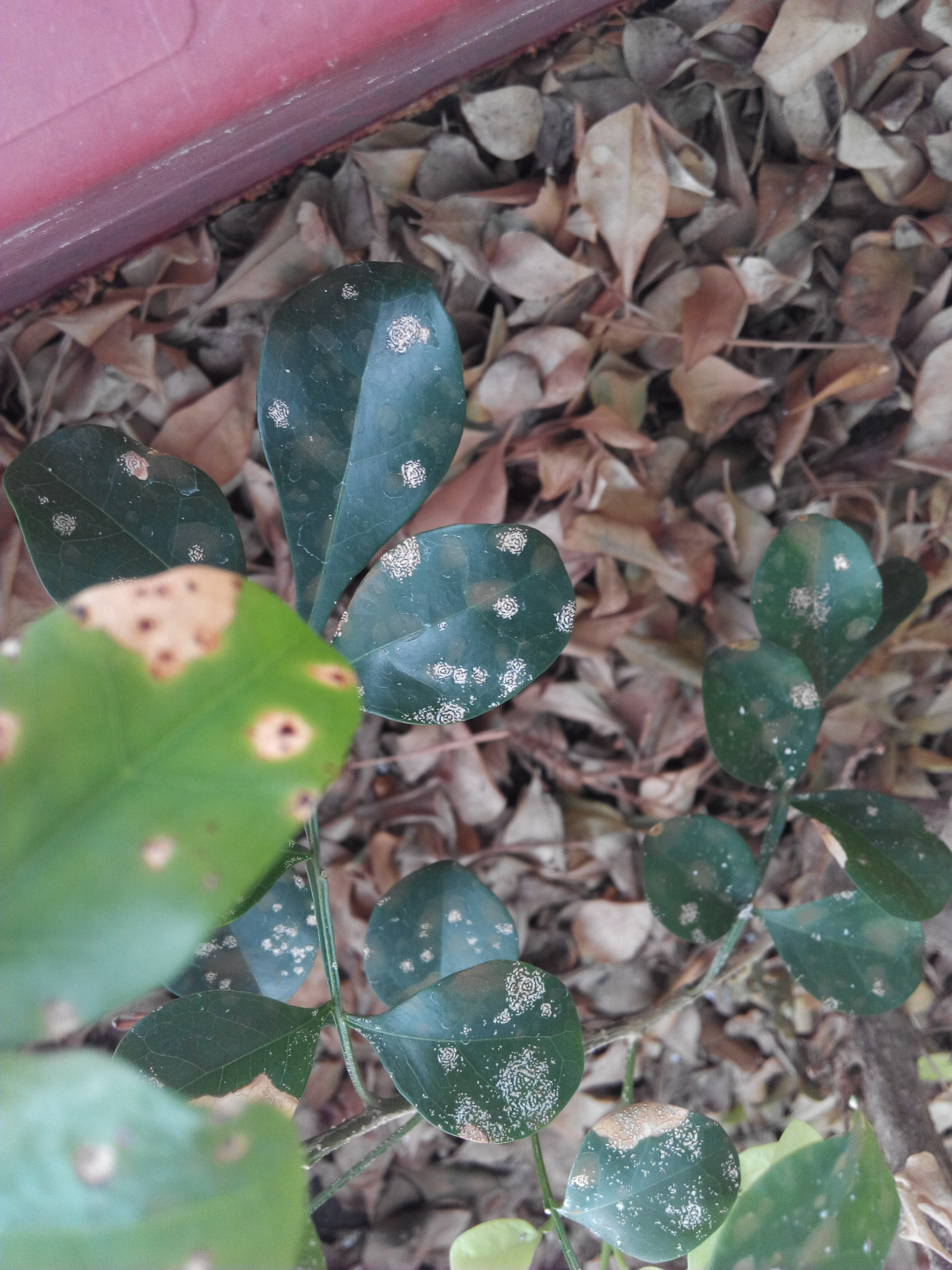 这是米兰花但是最近叶子上长了斑请问这是什么病什么原因引起的怎么